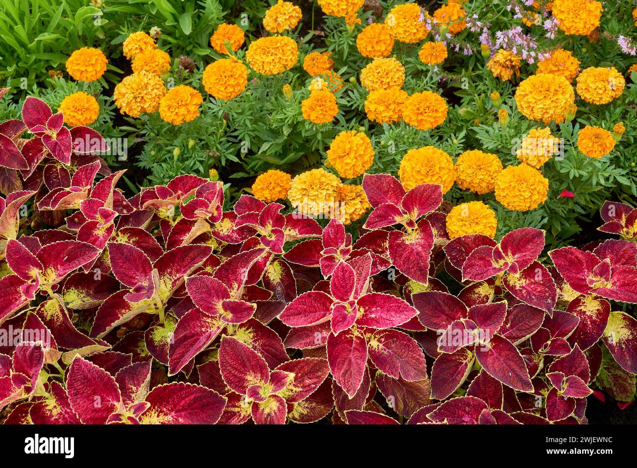 Tagetes erecta ornamental hi-res stock photography and images - Alamy