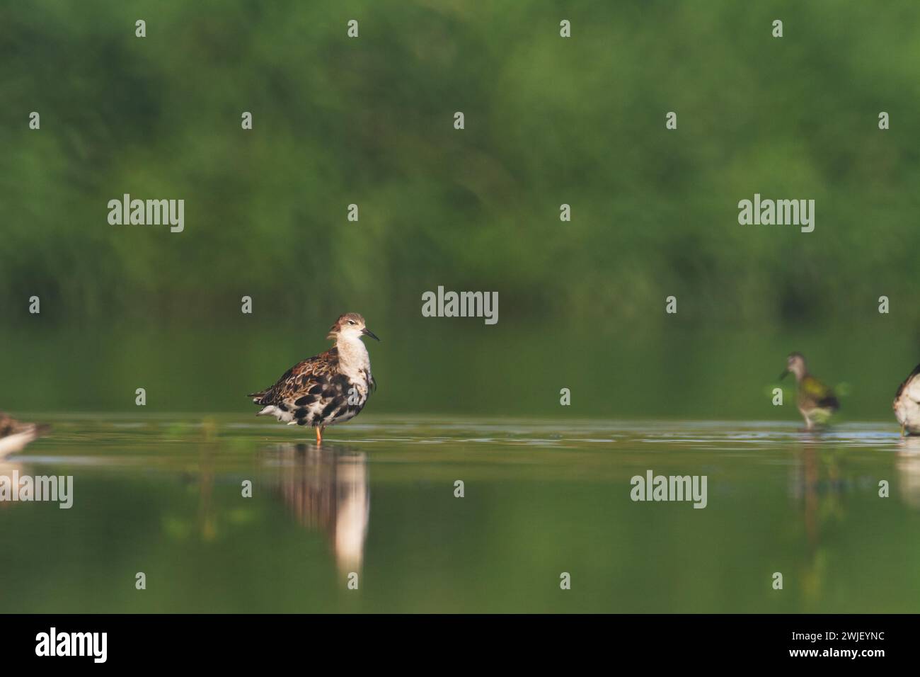 Shorebird - Philomachus pugnax, Ruff on spring time, migratory bird ...