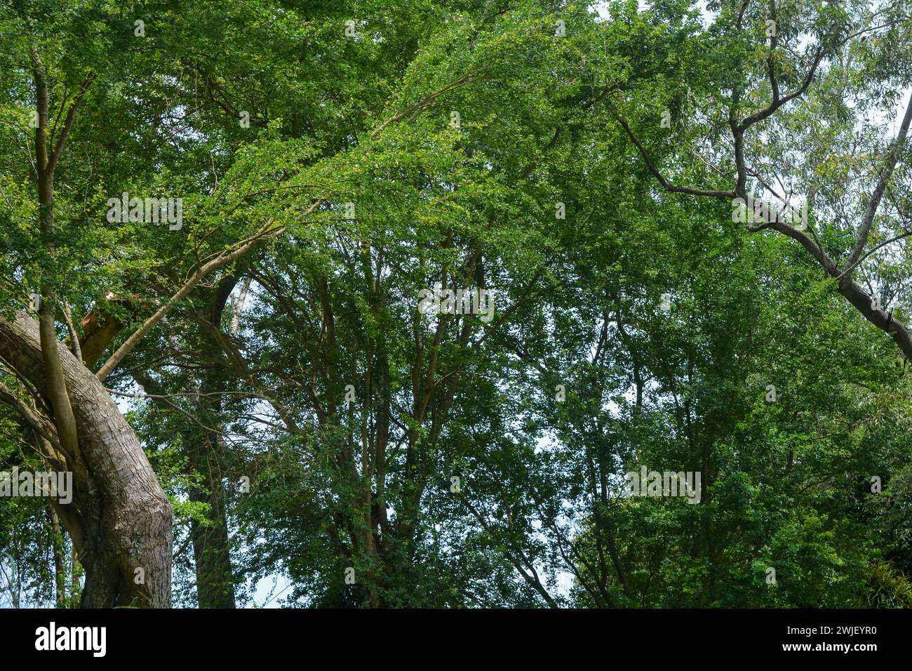 View of tropical plants from south east asia country Stock Photo - Alamy