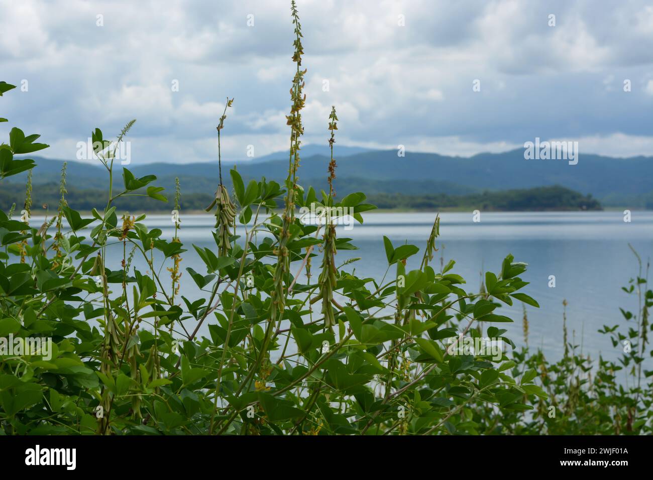 View of tropical plants from south east asia country Stock Photo - Alamy