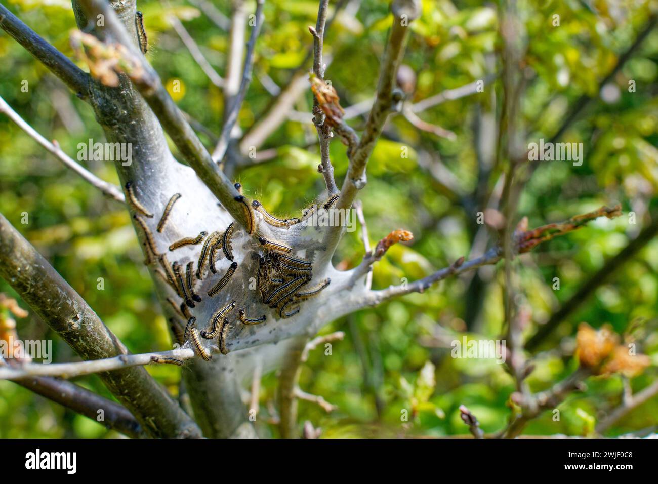 Caterpillar nest hi-res stock photography and images - Alamy