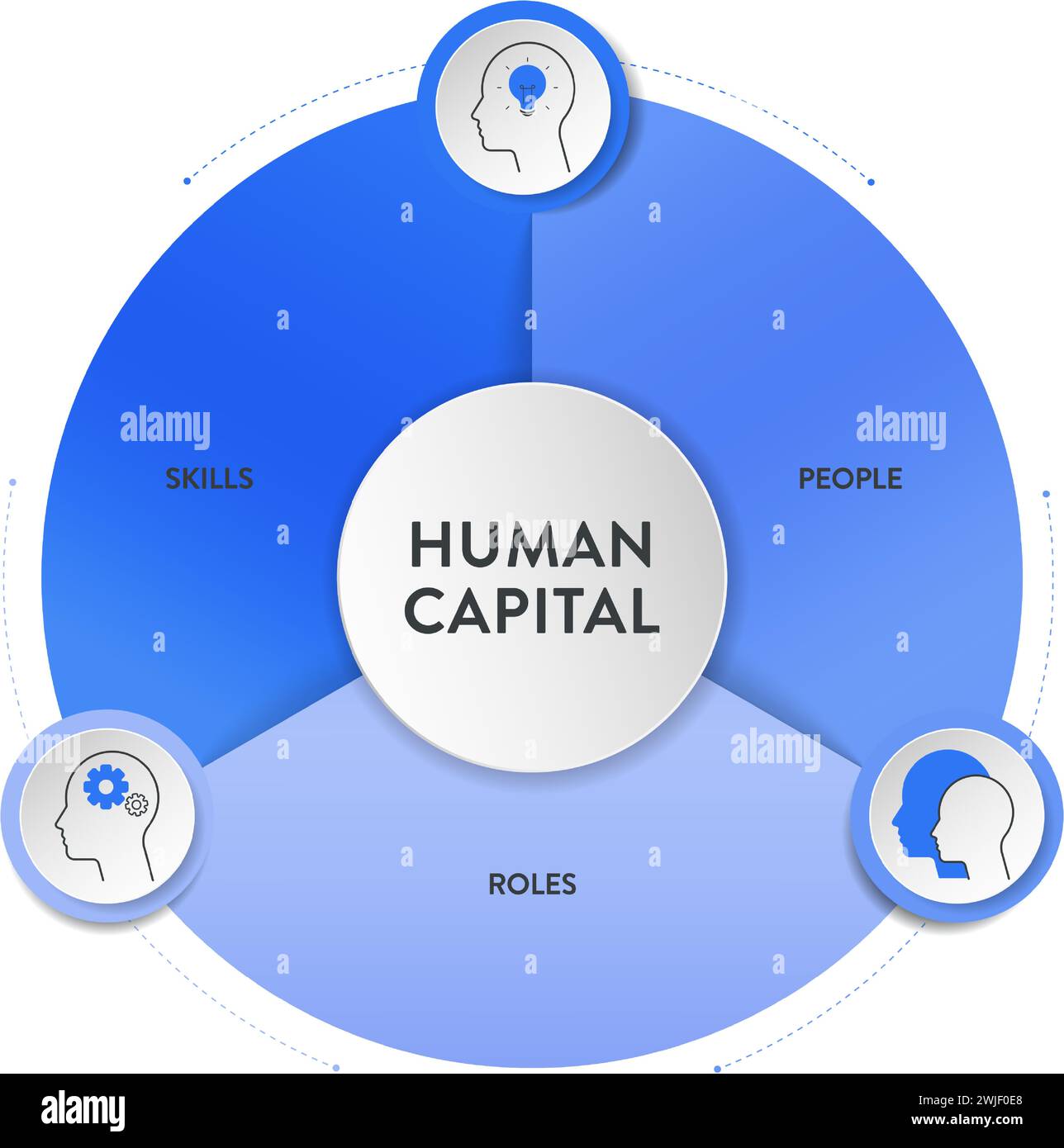 Human Capital or HC strategy framework infographic diagram chart illustration banner template with icon vector has skills, people and roles. Concept f Stock Vector