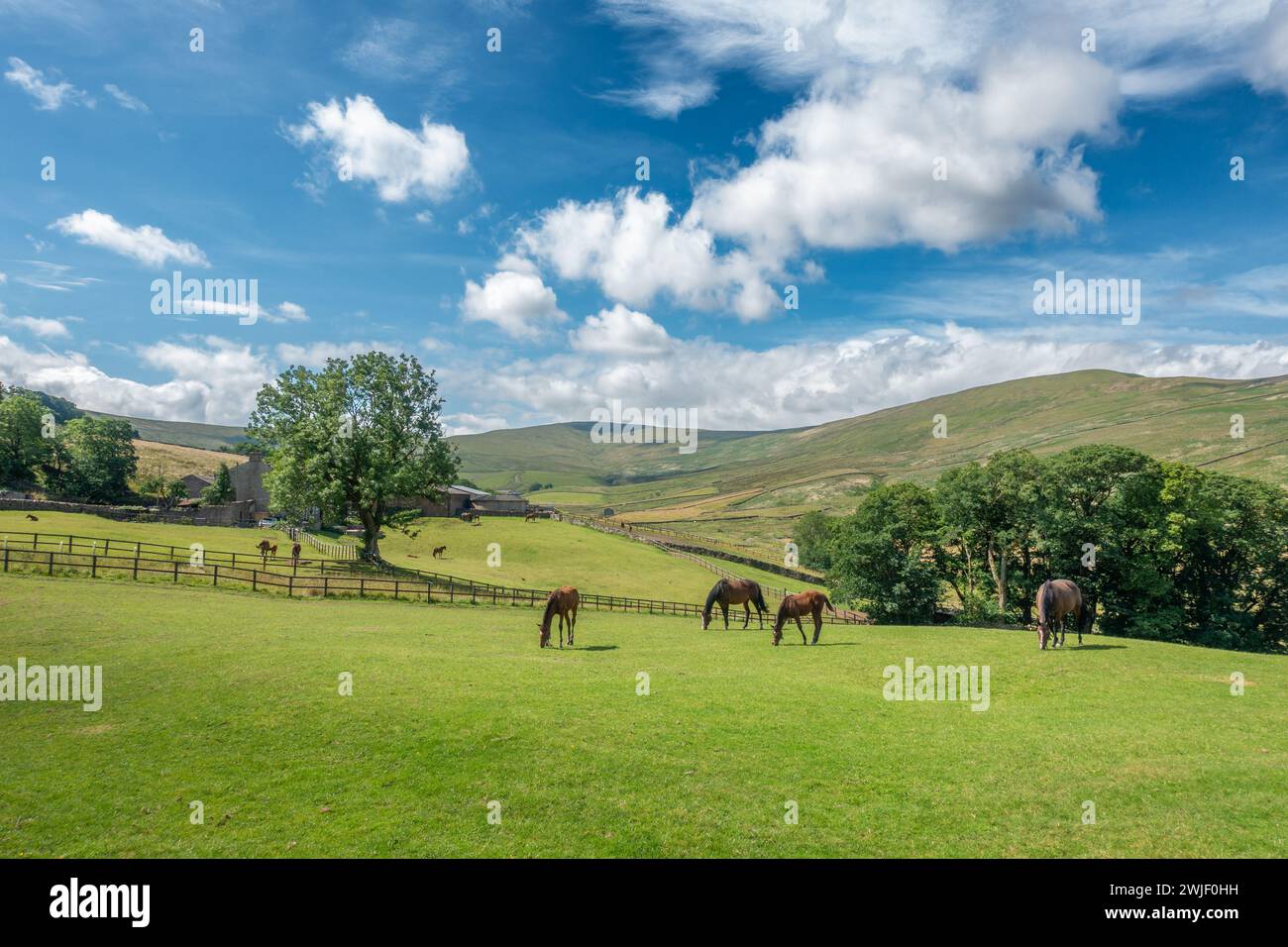Brown horses and foals in a paddock at a commercial thoroughbred stud farm  in the Yorkshire Dales near Hawes, North Yorkshire, UK Stock Photo