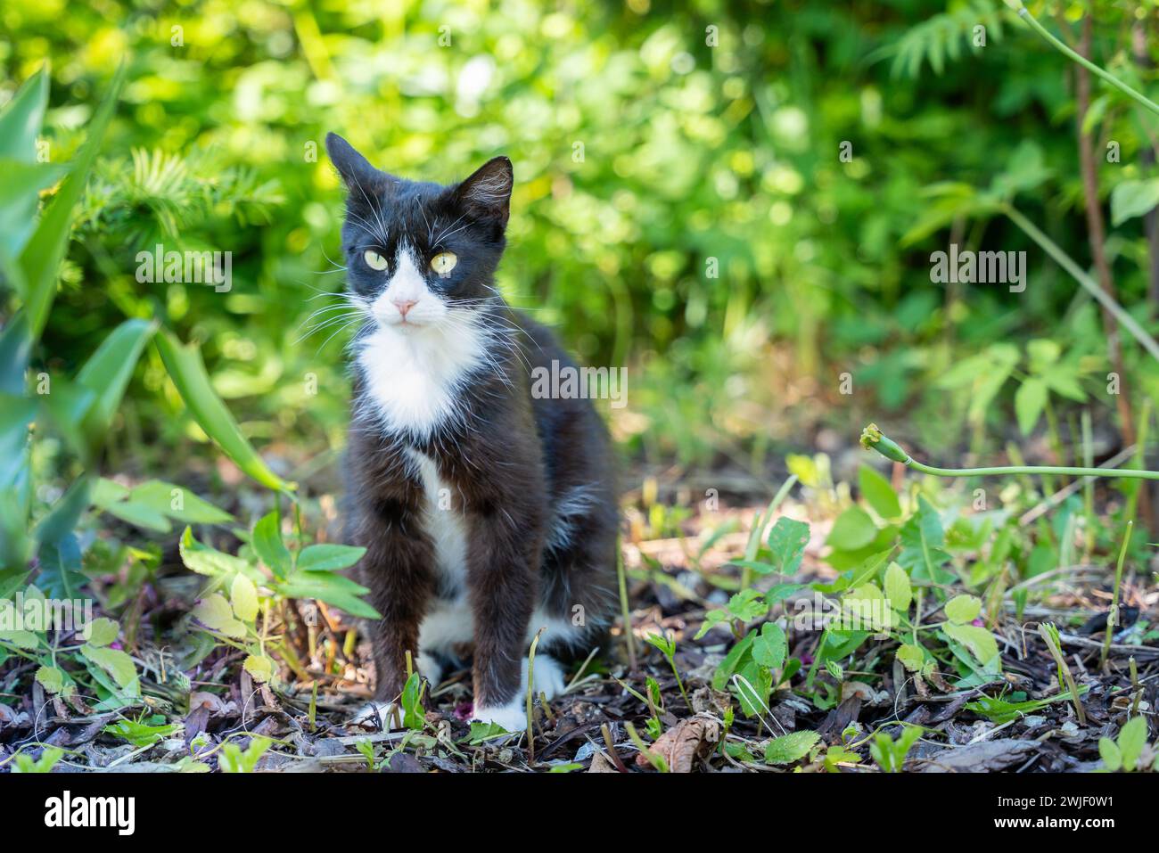 Black cat sitting in the garden alone. Black and white feral cat in the wild. Stock Photo