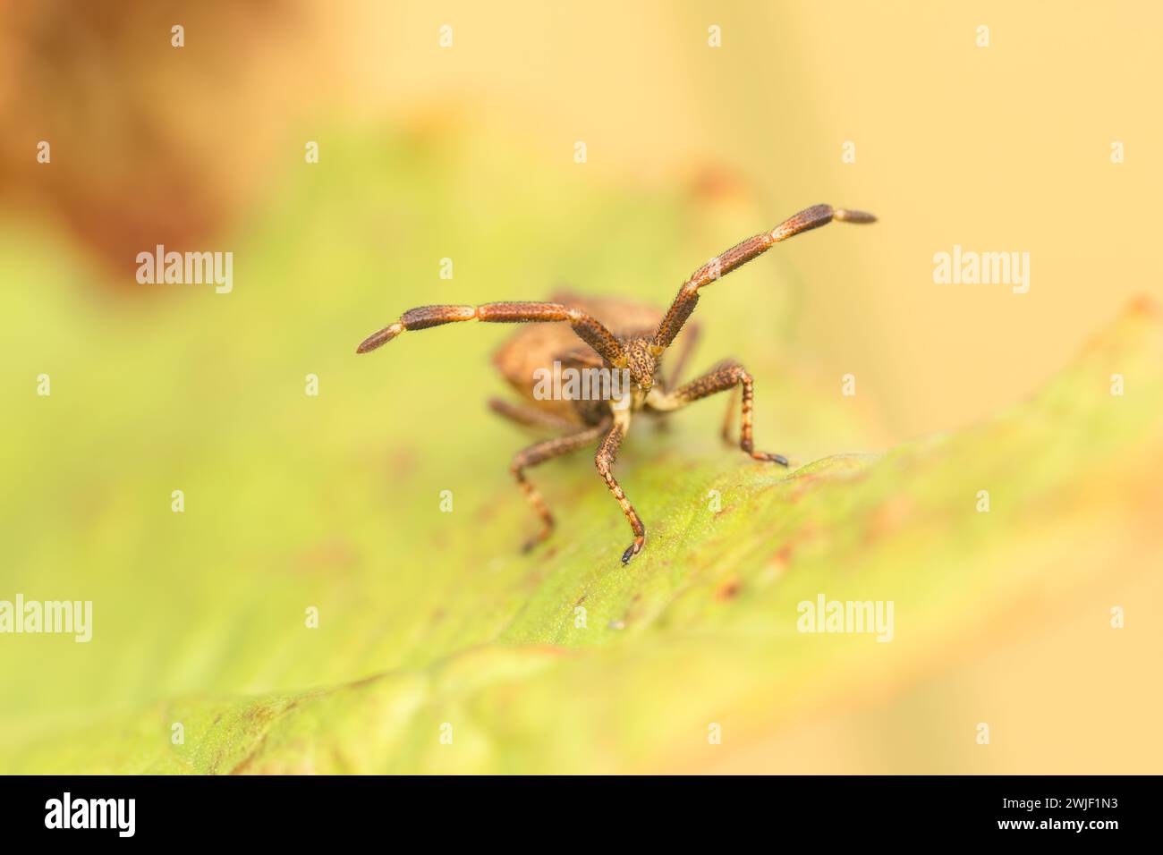 Closeup common, Dock bug (Coreus marginatus). Macro photo Dock bug in natural environment. Stock Photo