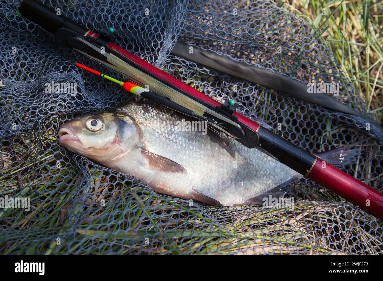 7,257 Net To Catch Fish Stock Photos, High-Res Pictures, and