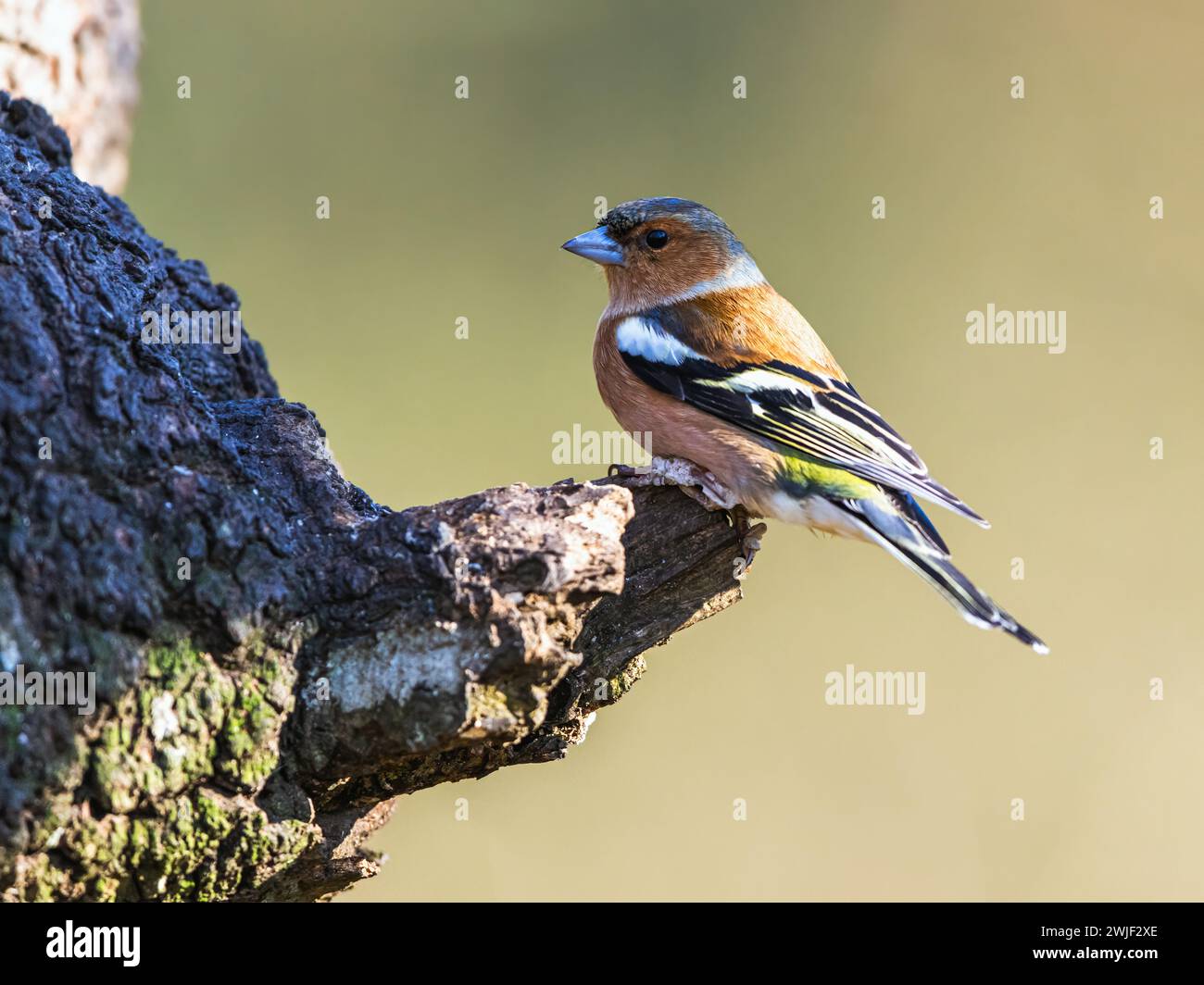 Male of Chaffinch, Fringilla coelebs, bird in forest at winter sun Stock Photo