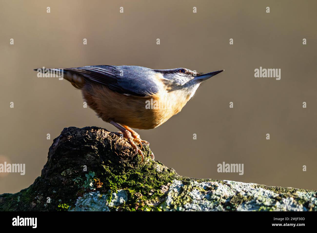 Eurasian Nuthatch, Sitta europaea in forest at winter sun Stock Photo