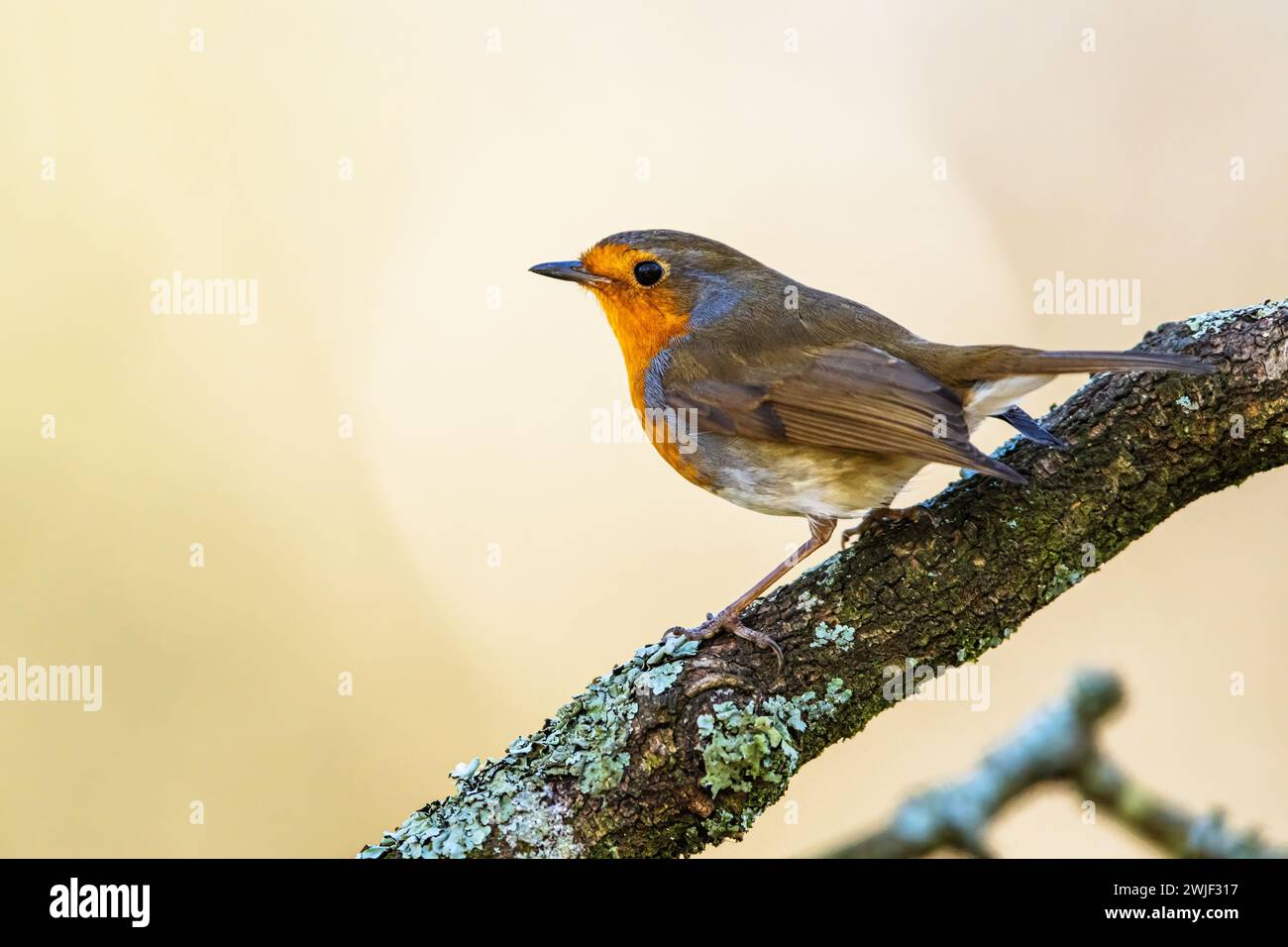 European Robin, Erithacus rubecula, bird in forest at winter sun Stock Photo