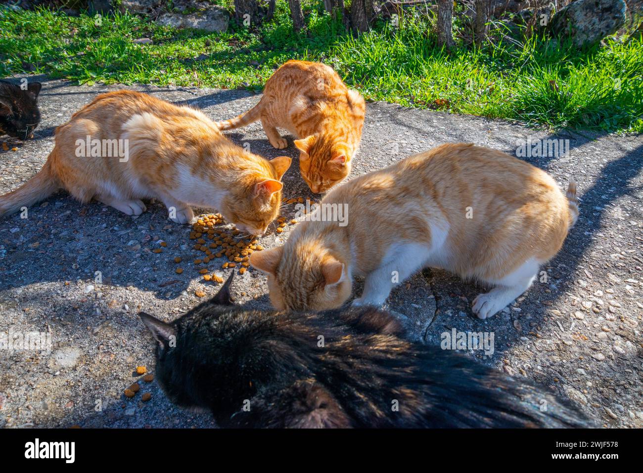 Stray cats eating. Stock Photo