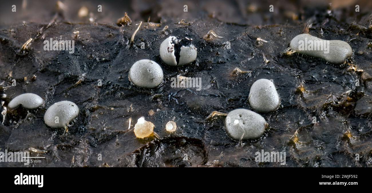 Sporocarps of the slime mould Diderma effusum growing on a decaying leaf. Stock Photo