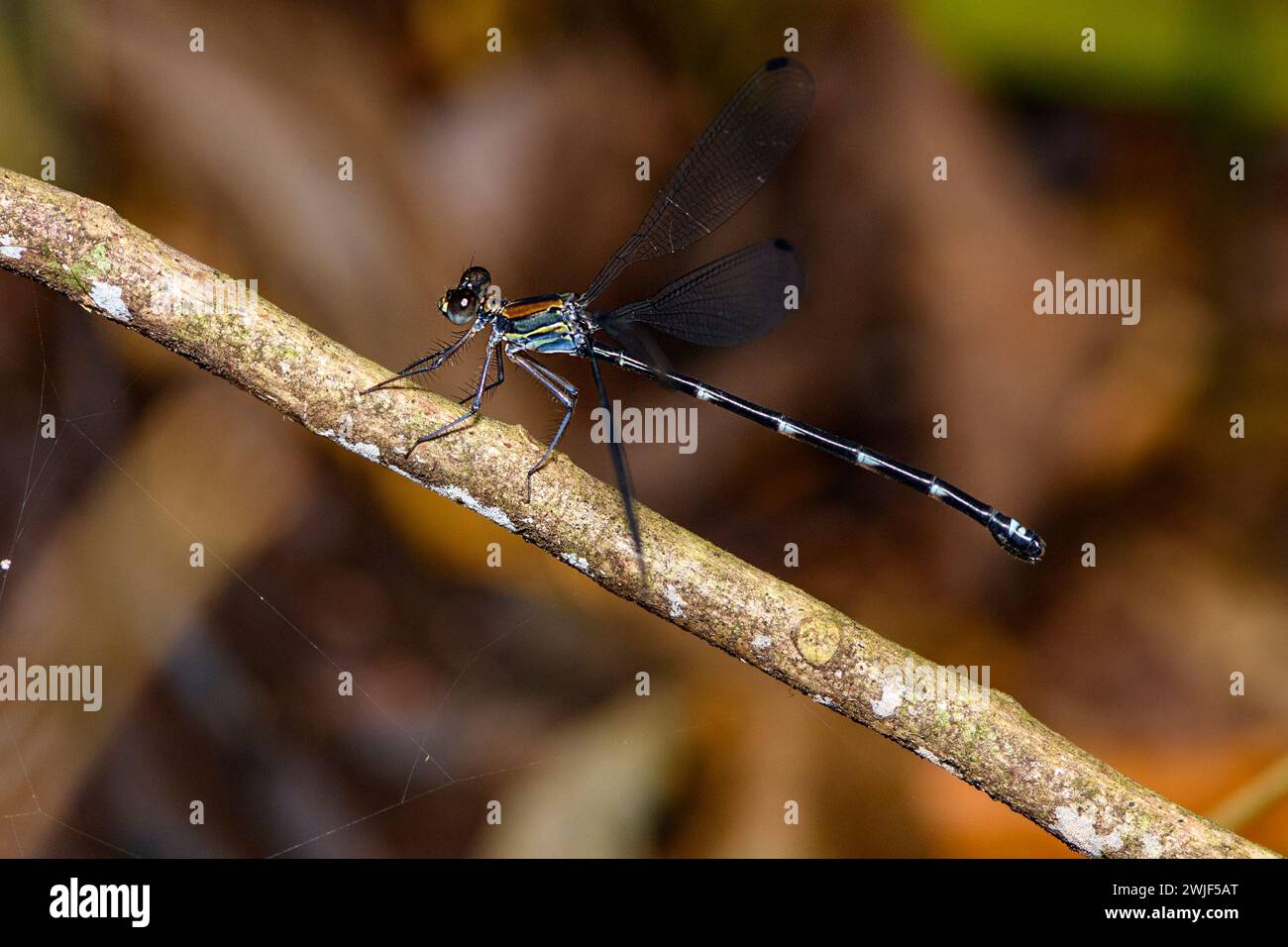 Damselfly costa rica hi-res stock photography and images - Alamy