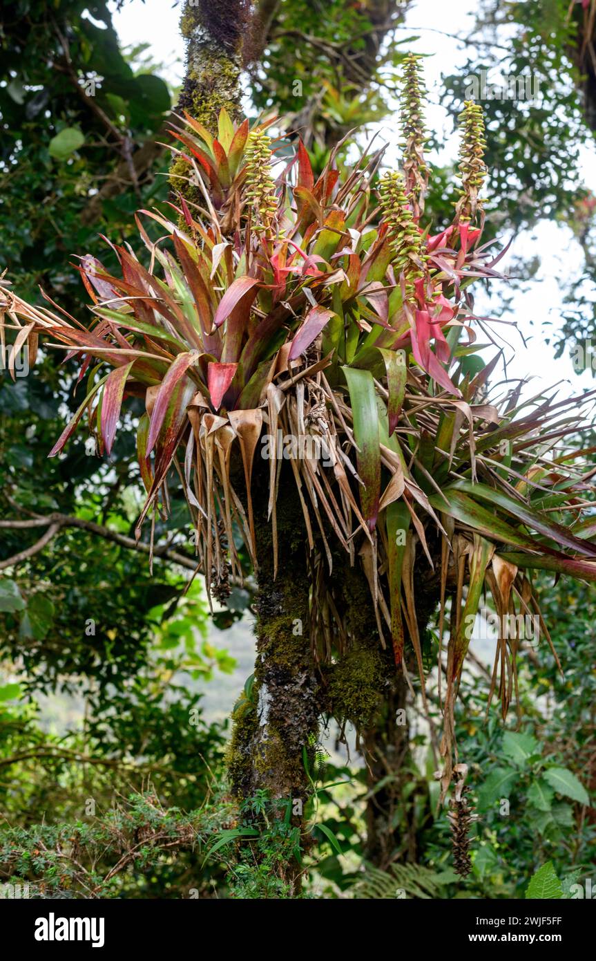 Bromeliads from Costa Rica cloud forest near Monteverde at about 1000 m elevation.. Stock Photo