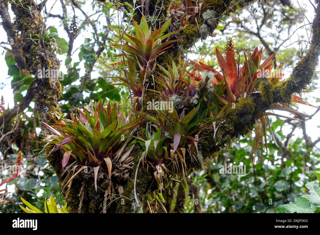 Bromeliads and other epiphytic plants in the cloud forest near Monteverde, Costa Rica at about 1000 m elevation. Stock Photo