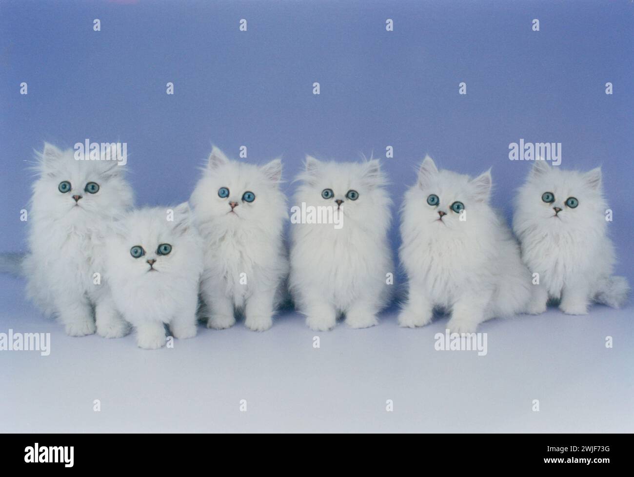Persian Chinchilla Kittens Stock Photo