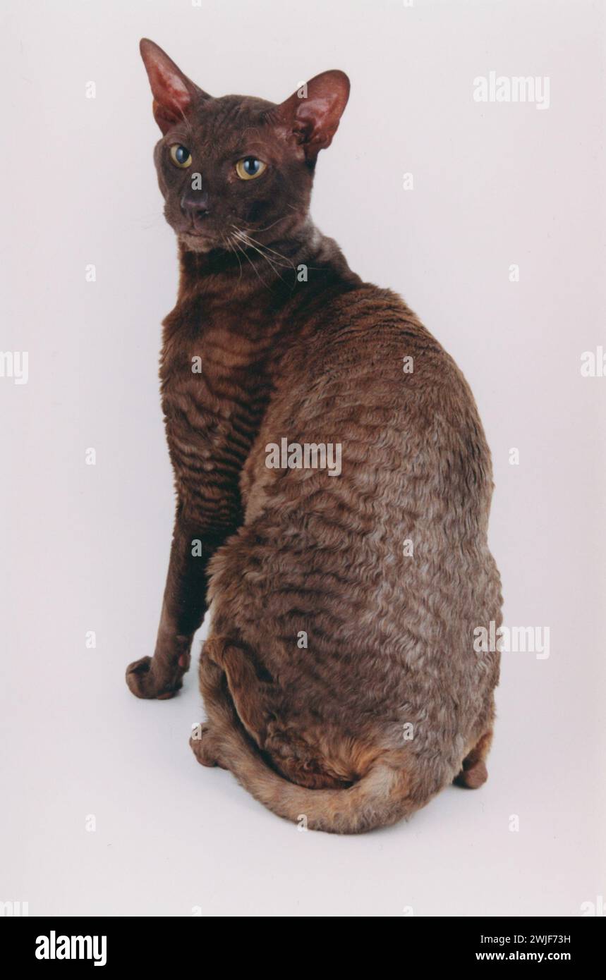 Cornish Rex Chocolate Stock Photo