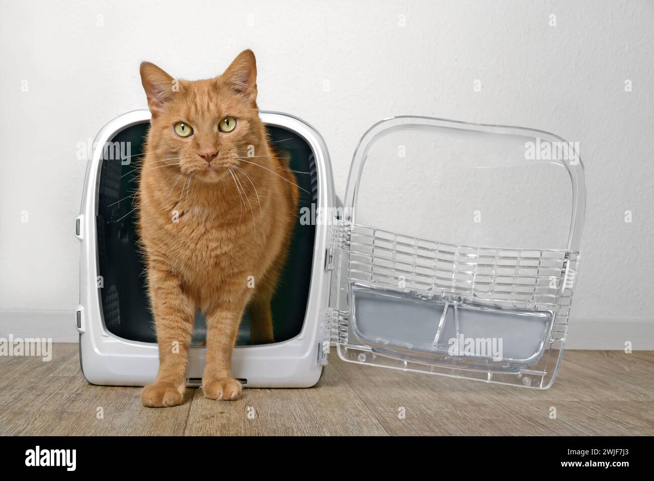 Cute ginger cat going out of a open pet carrier and looking at camera
