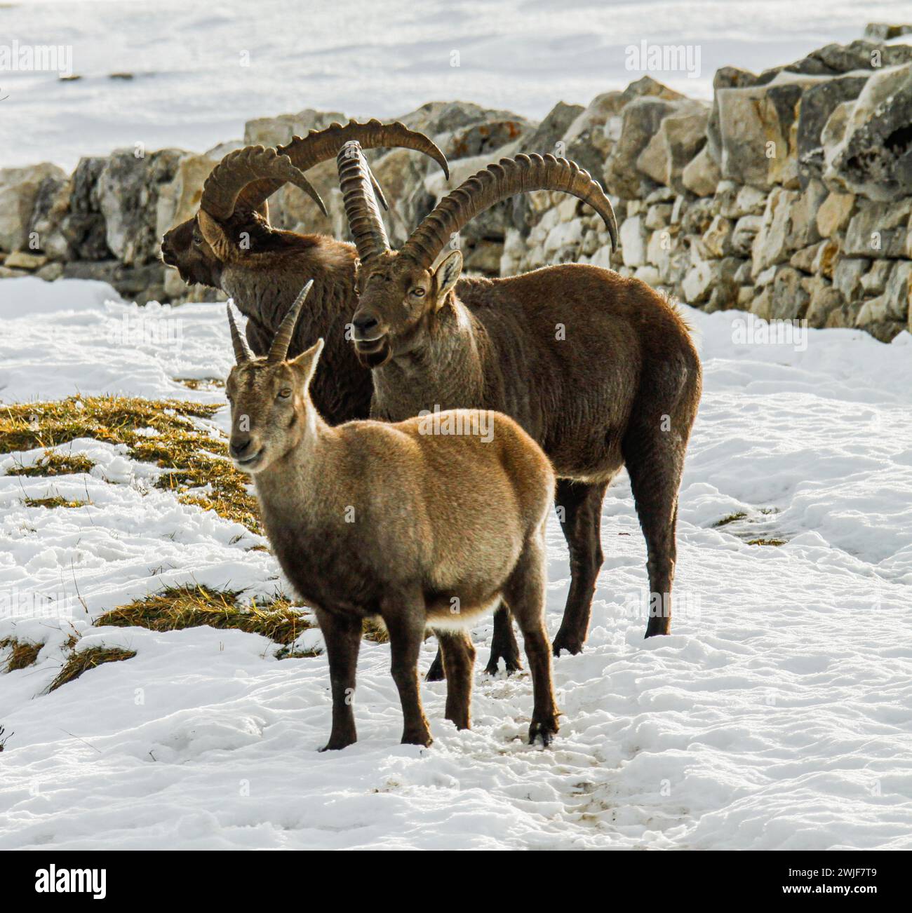 Alpine ibexes (Capra ibex) in winter and a dry stone wall near the Creux du Van in swiss jura mountain Stock Photo