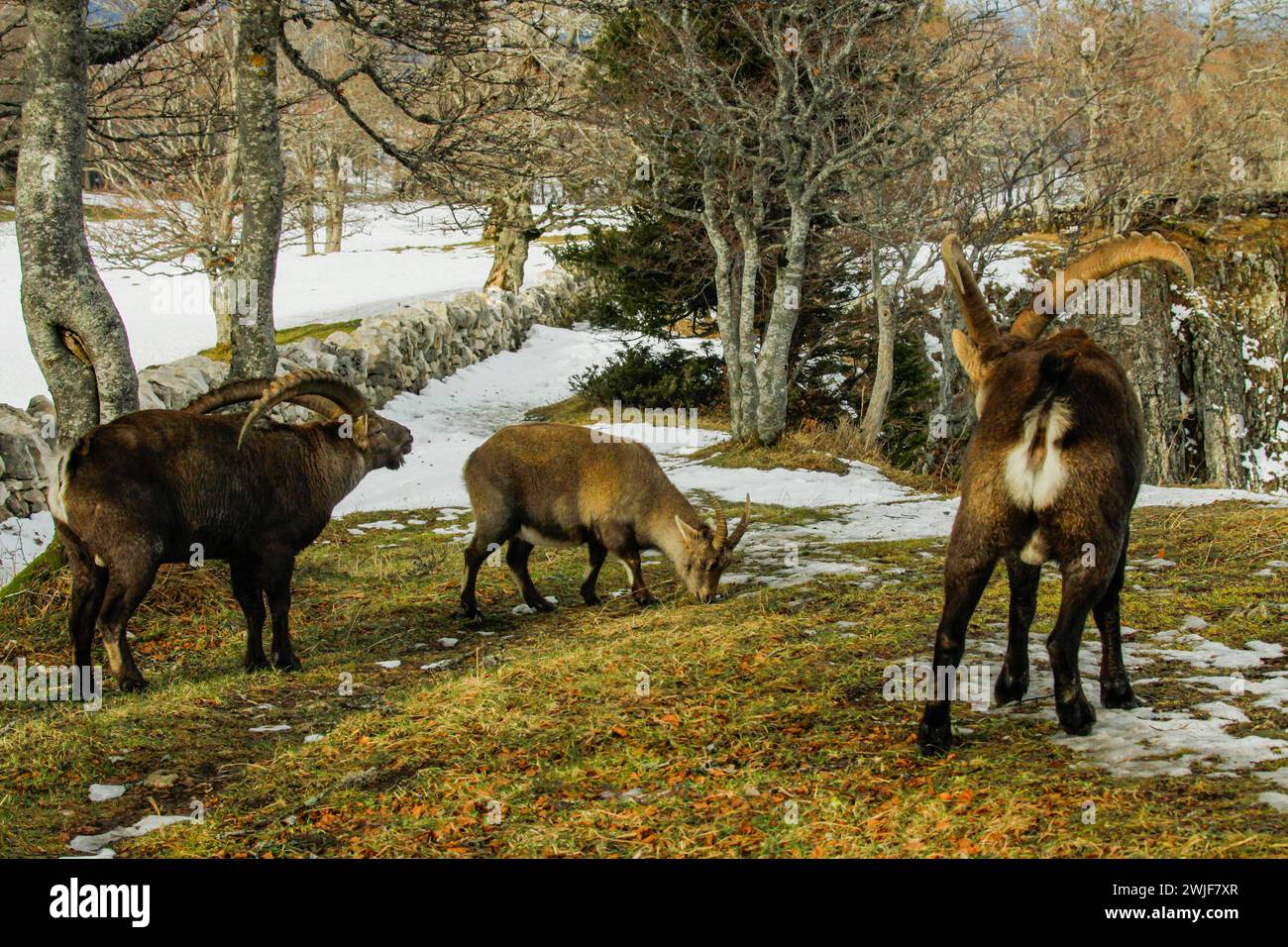 Alpine ibexes in winter during the rutting period and a dry stone wall near the Creux du Van in swiss jura mountain (Capra ibex) Stock Photo