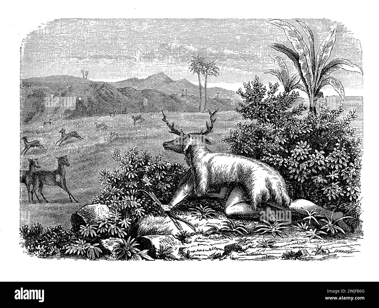 Hunter with a deer camouflage of head and animal skin chasing his preys in a tropical landscape, 19th century illustration Stock Photo