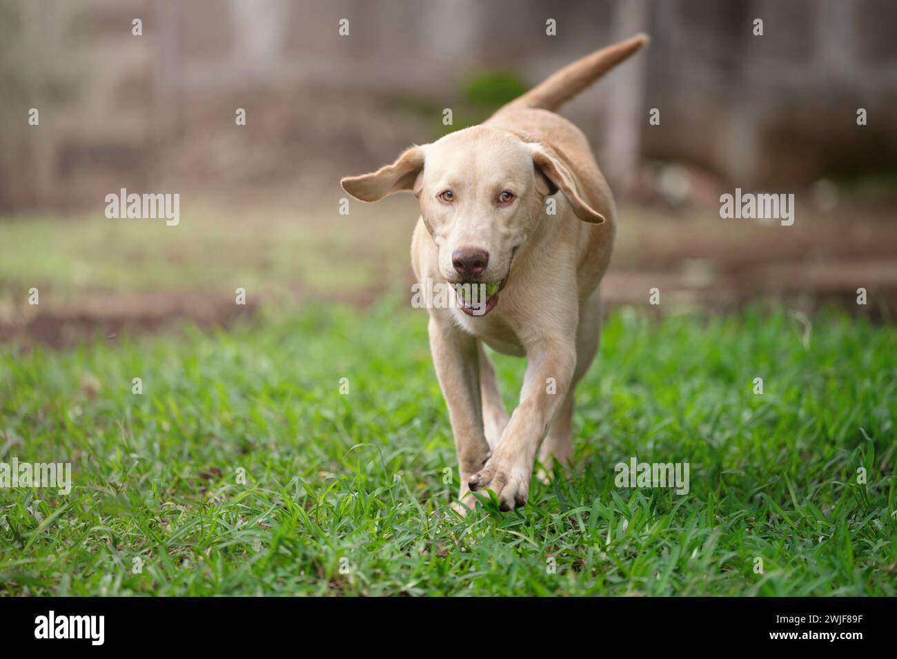 Portrait of labrador dog with ball in mouth on blurred nature background Stock Photo