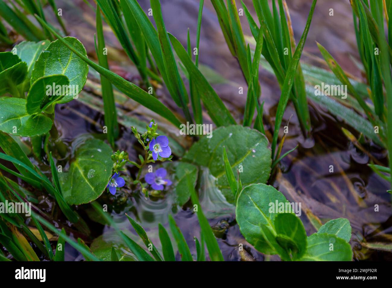 Three blue flowers Veronica brook growing among lake water Stock Photo