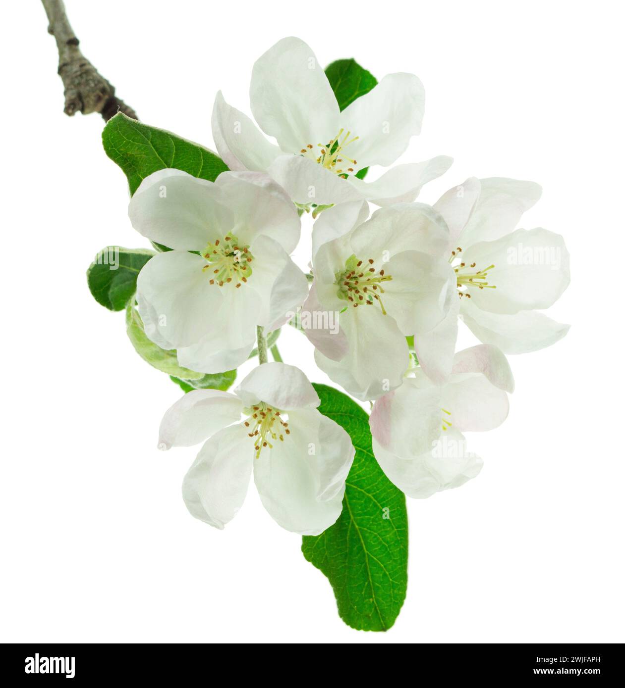 Blooming branch apple tree with bright white flowers in spring. isolated.  Banner. Apple tree flowers . Spring and white flowers bloom. Blooming garde Stock Photo