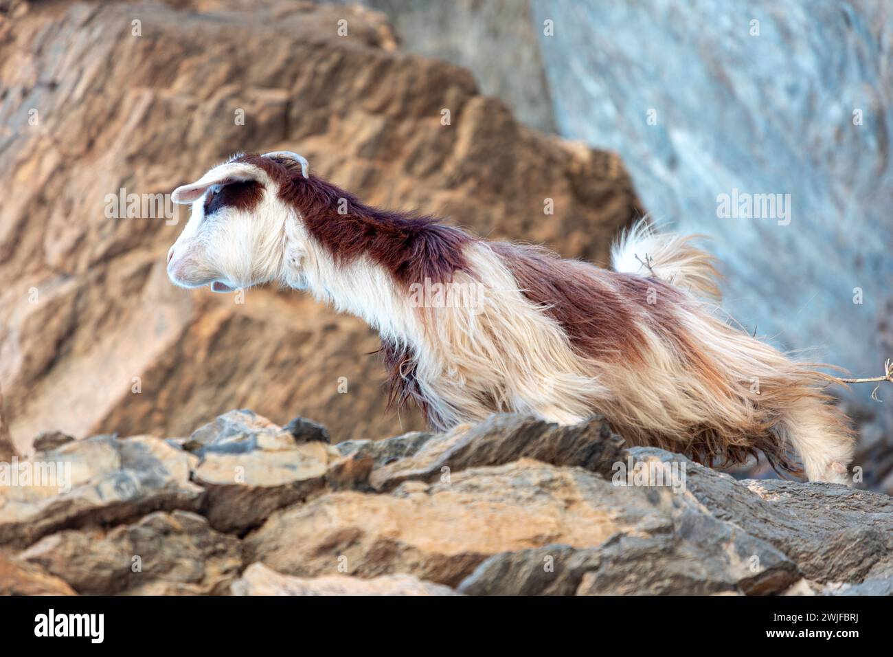 Long haired multicoloured goat on the rocks of Jabel Shams canyon, gulch, Balcony Walk, Oman Stock Photo