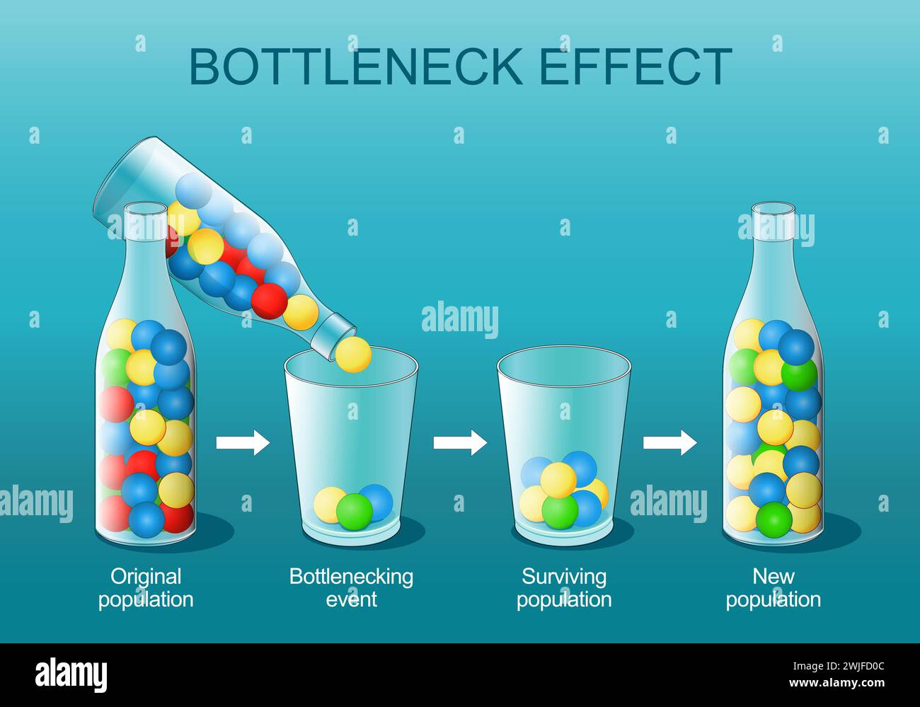 Bottleneck effect. Natural selection. Genetic bottleneck is a sharp reduction in the size of a population. explanation of the phenomenon using colorfu Stock Vector