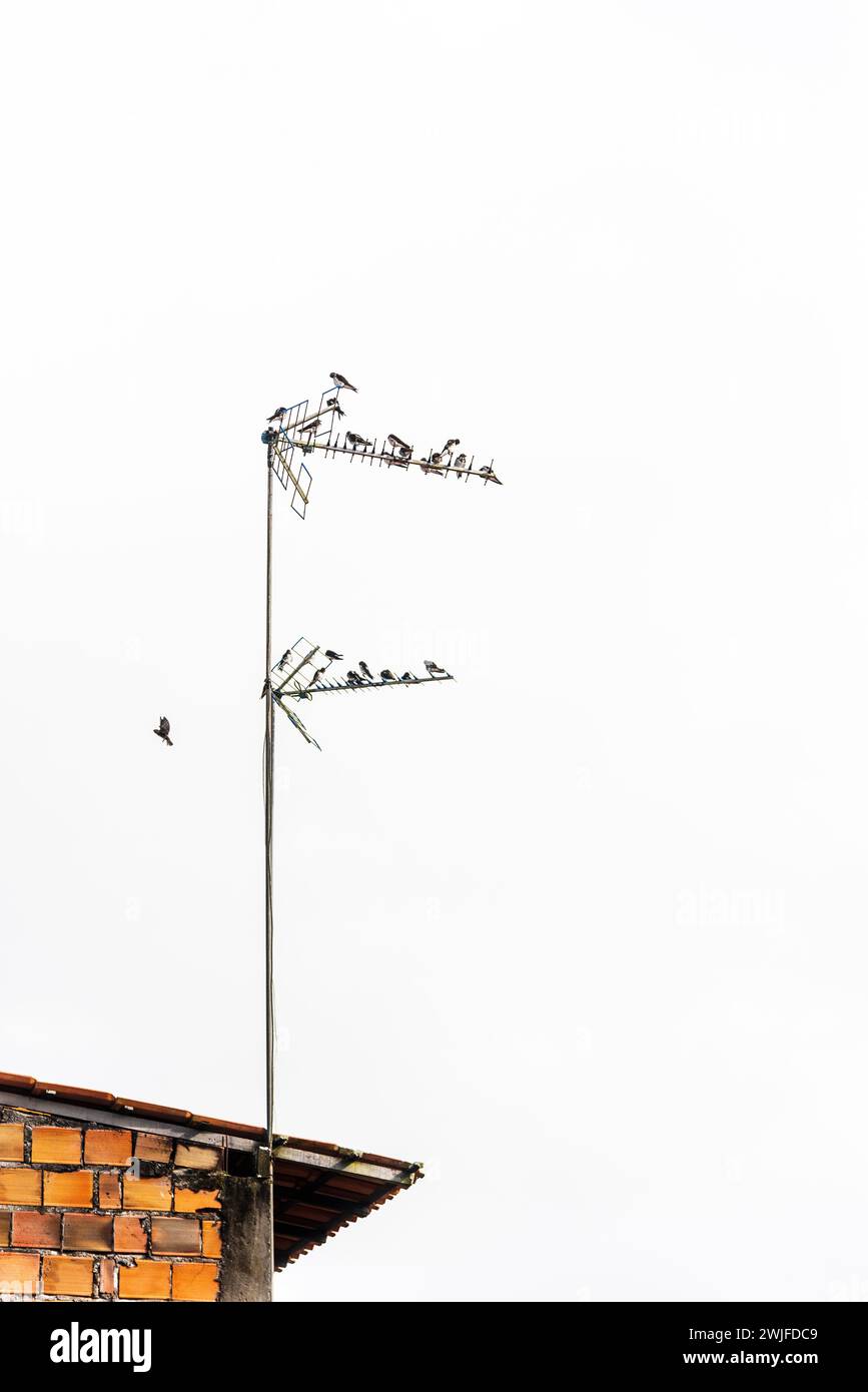 Group of swallow birds sitting on a TV antenna. Wild animals. Stock Photo