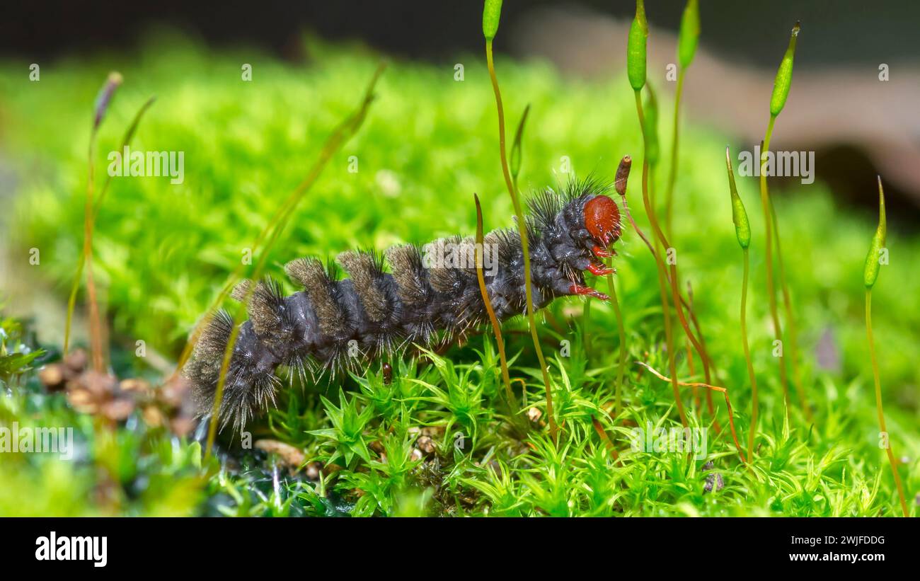 Handmaiden moth caterpillar, Amata Mestralii, feeding on Star Moss, Syntrichia Ruralis Stock Photo