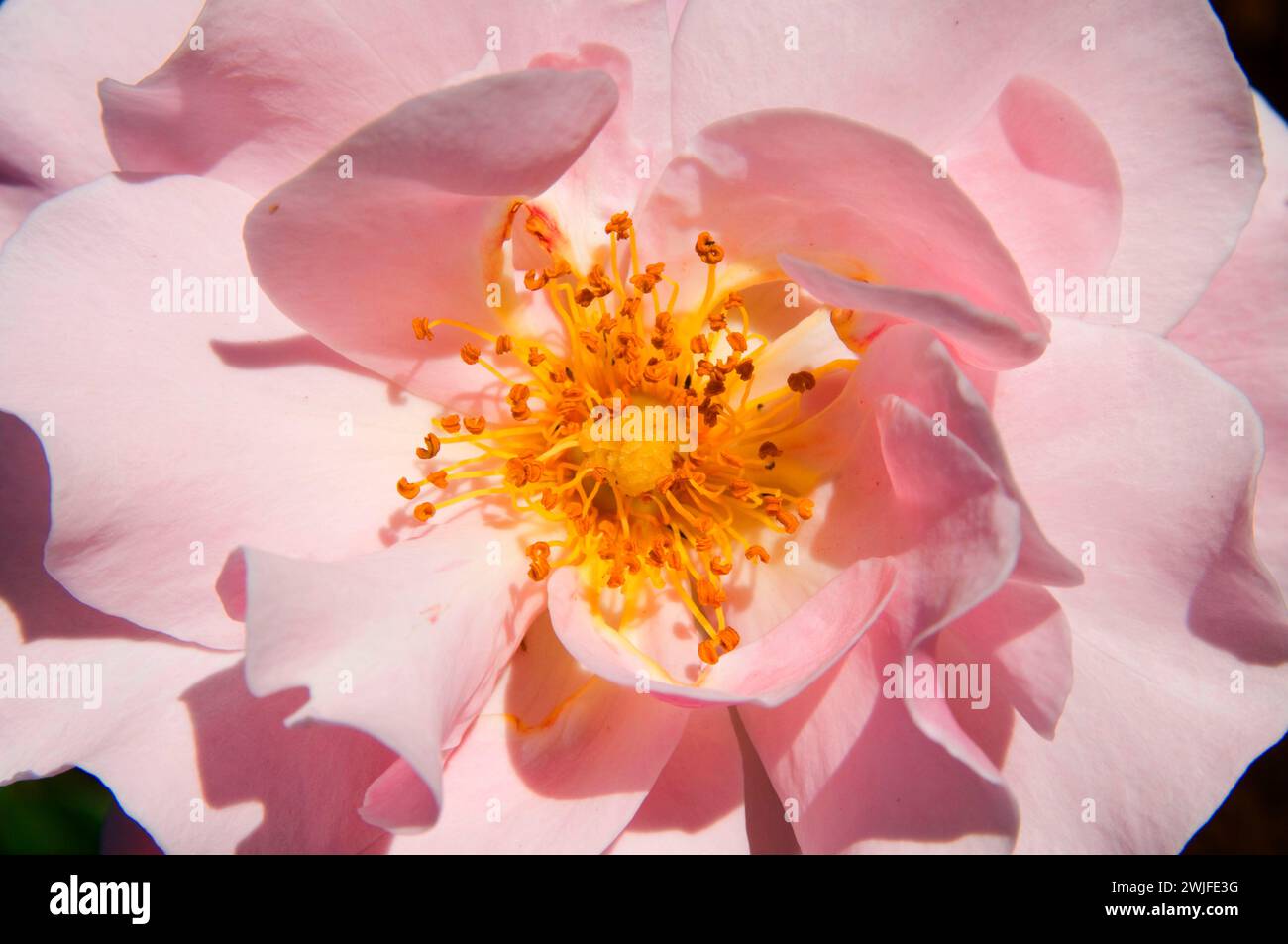 Marion rose hi-res stock photography and images - Alamy