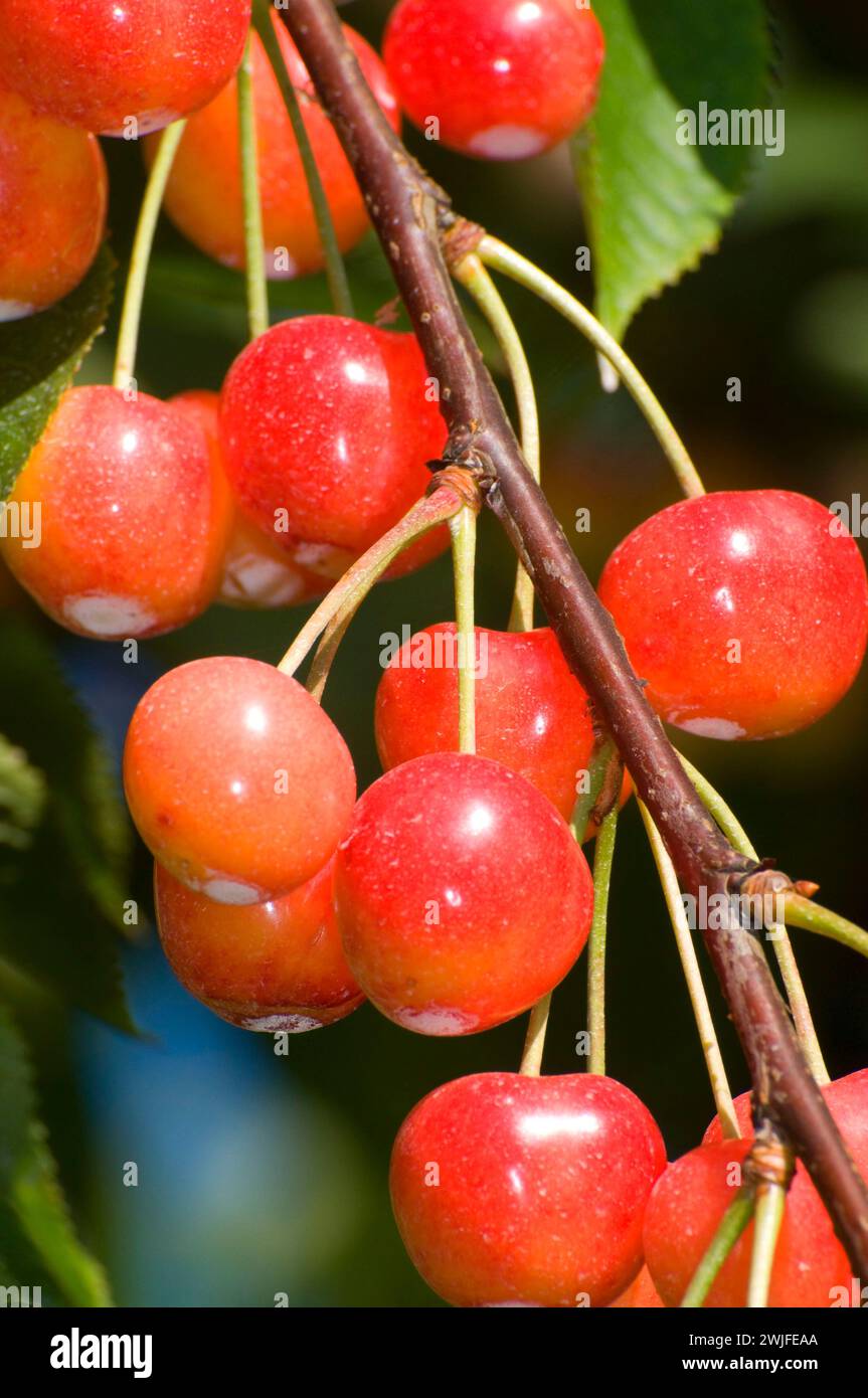 Royal Anne cherries, Johnson Farm, Keizer, Oregon Stock Photo Alamy