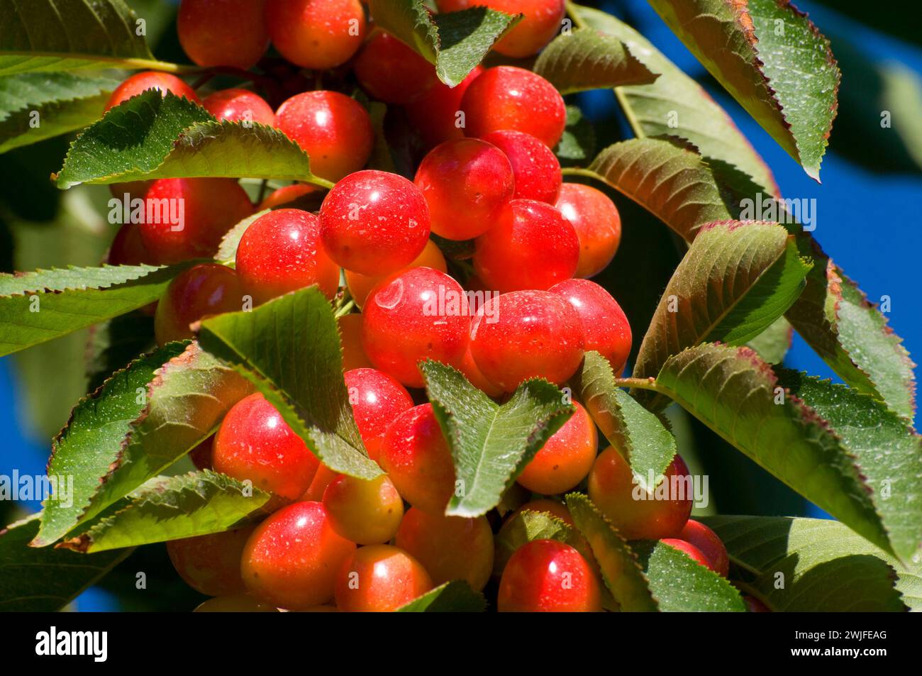 Royal Anne cherries, Johnson Farm, Keizer, Oregon Stock Photo Alamy
