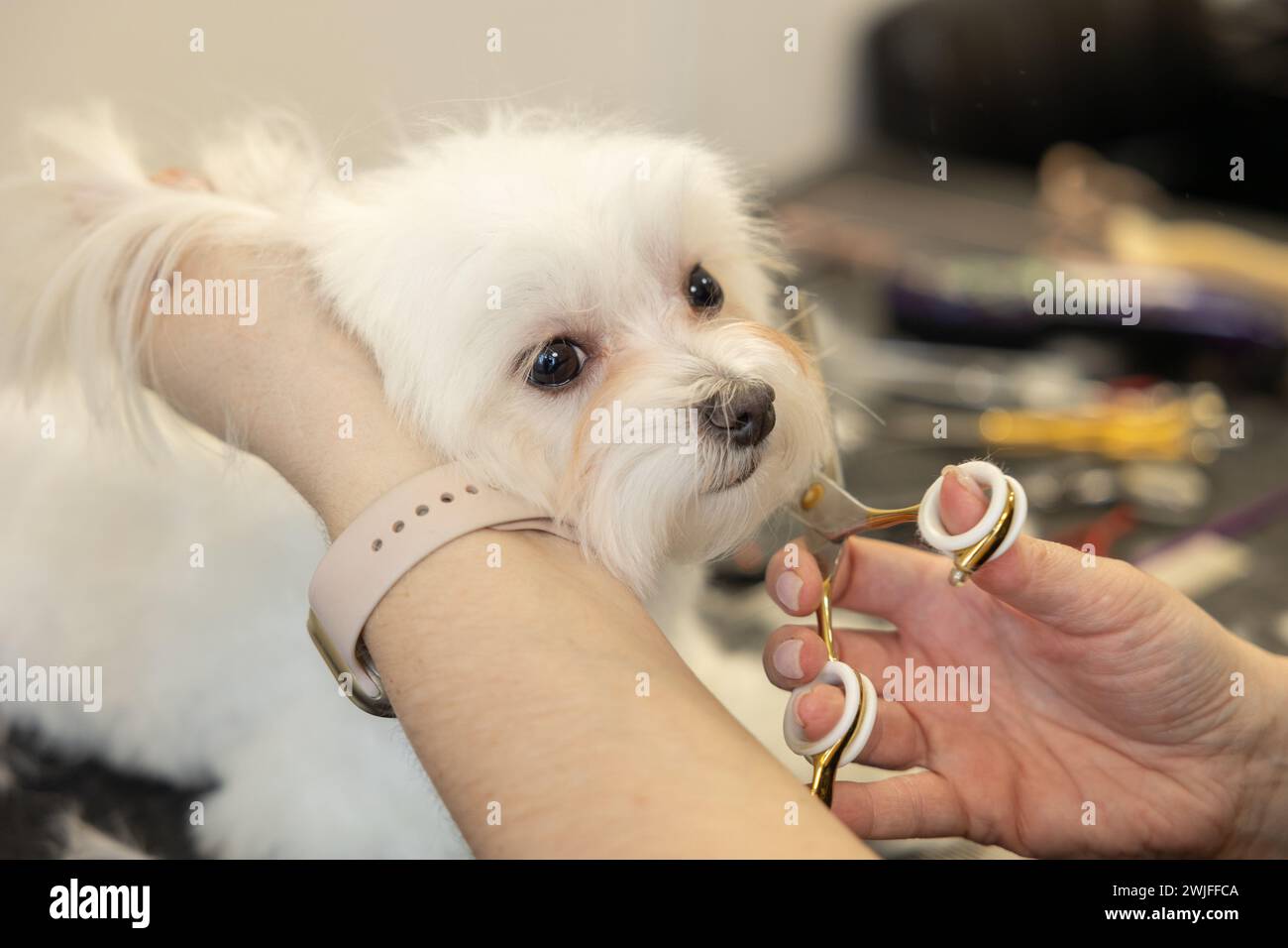 dog Maltese in grooming salon portrait. Groomer trims white dog's face