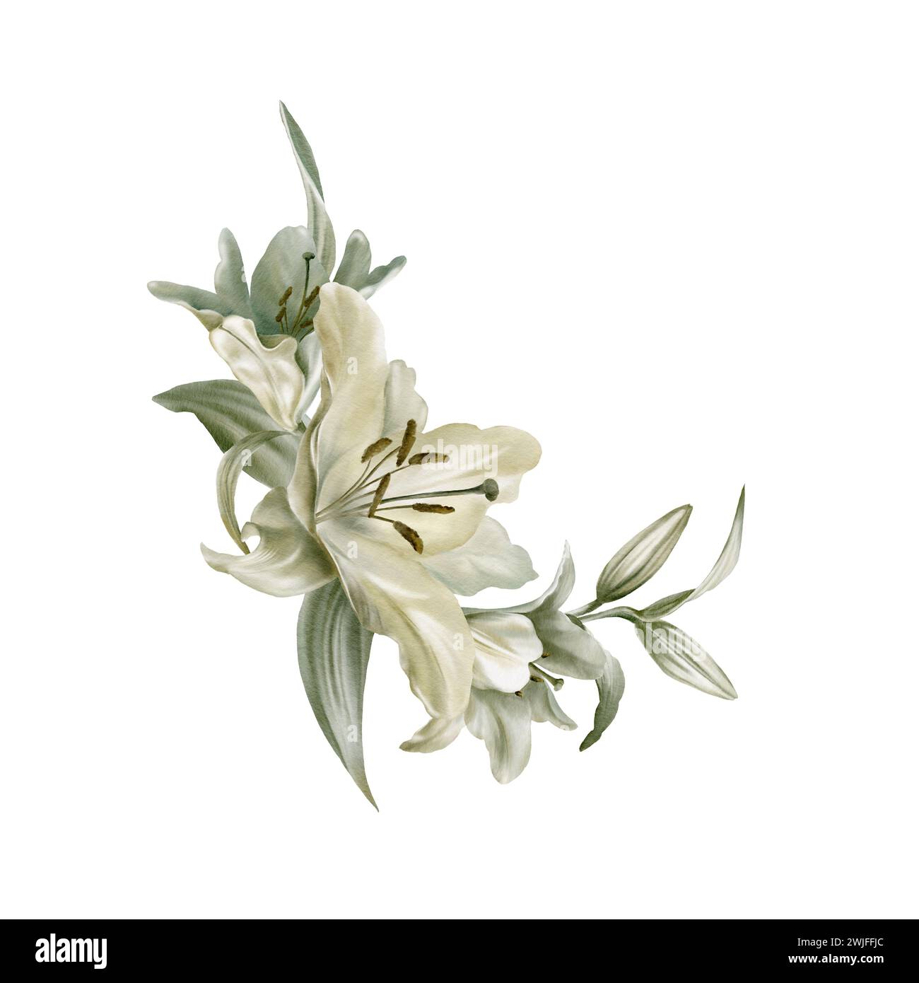 Watercolor composition of white lily flowers with leaves. For postcards ...