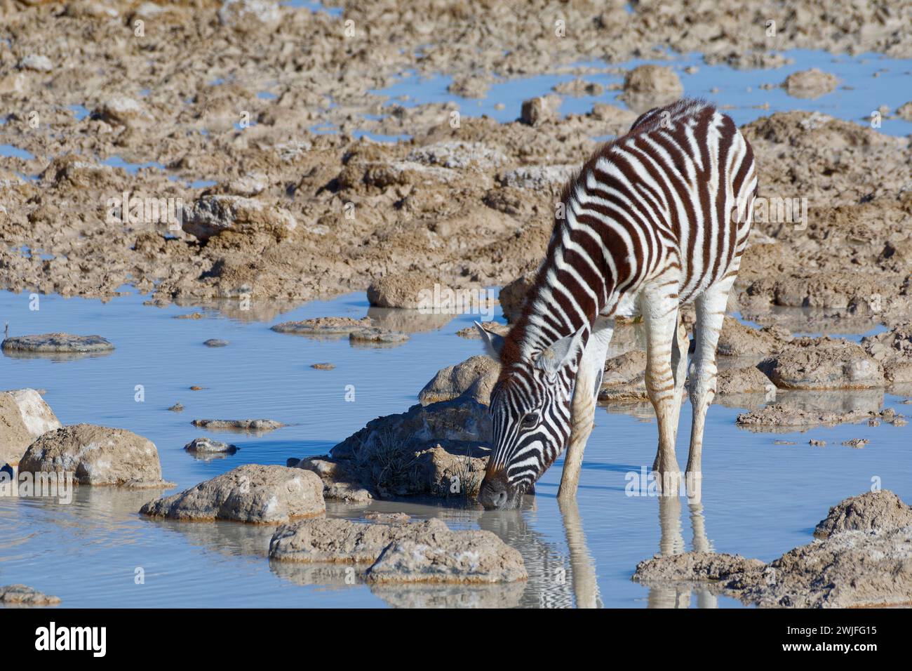 Burchell's zebra (Equus quagga burchellii), zebra foal in water, drinking at the waterhole, Etosha National Park, Namibia, Africa Stock Photo