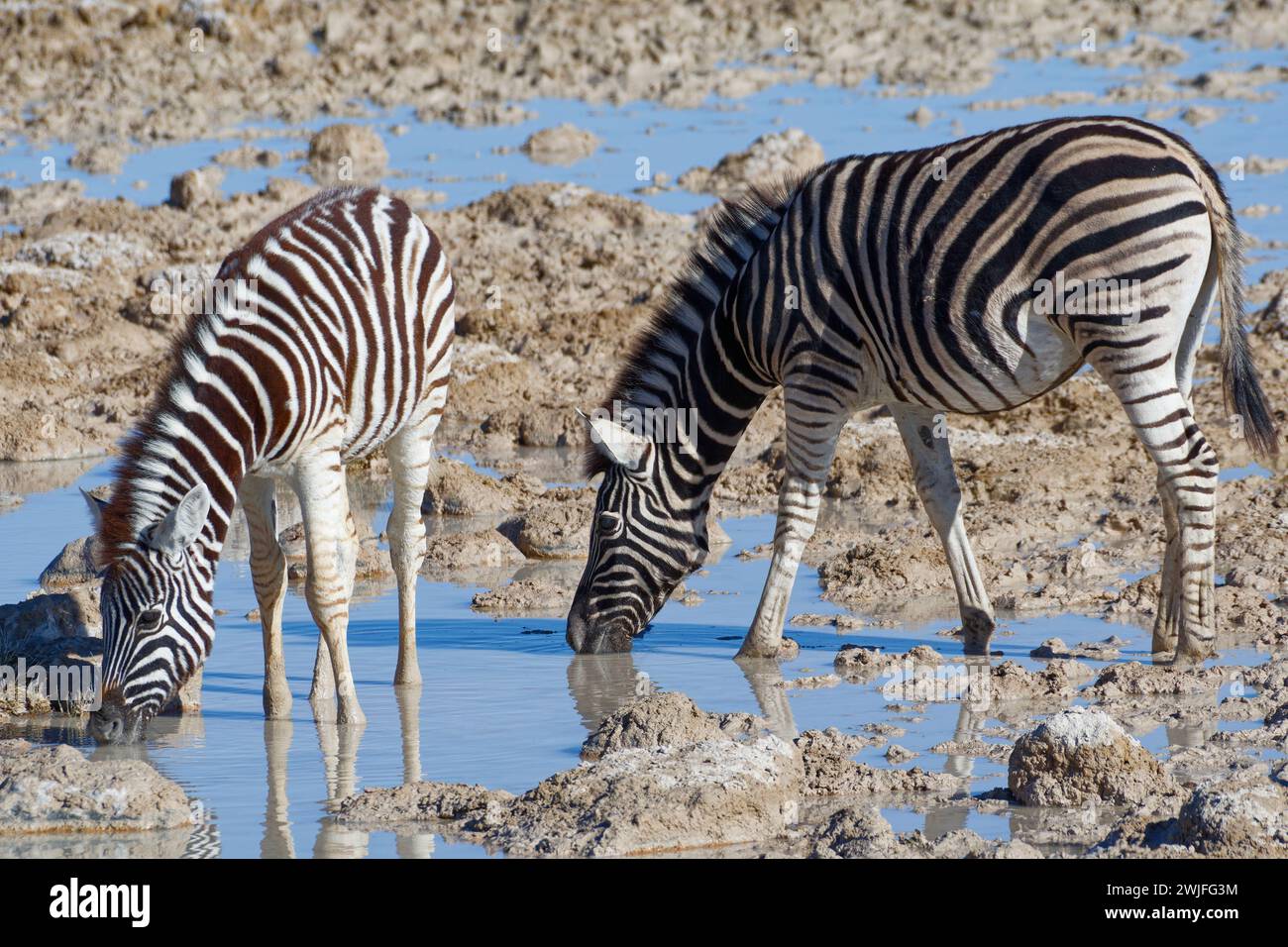 Burchell's zebras (Equus quagga burchellii), adult with zebra foal in water, drinking at the waterhole, Etosha National Park, Namibia, Africa Stock Photo