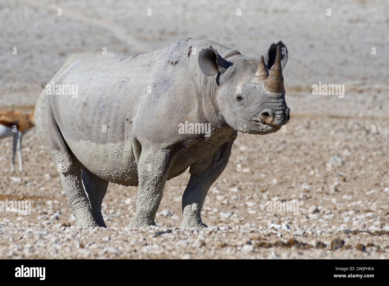 Black rhinoceros (Diceros bicornis), adult female covered in wet mud, standing near the waterhole, alert, Etosha National Park, Namibia, Africa Stock Photo