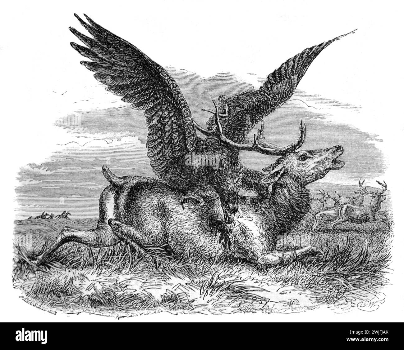 Golden Eagle, Aquila Chrysaetos, Hunting Deer in Mongolia. Vintage or