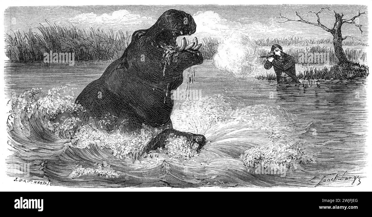 William Charles Baldwin (1826-1903) a British or English Big-Game Hunter, Hunting Hippo or Hippopotamus, Hippopotamus amphibius, in Africa. Vintage or Historic Engraving or Illustration 1863 Stock Photo