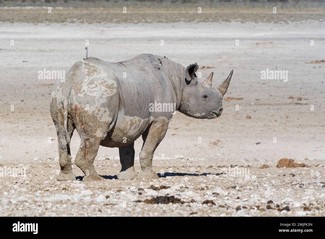 Black rhinoceros (Diceros bicornis), adult female covered in wet mud, standing near the waterhole, alert, Etosha National Park, Namibia, Africa Stock Photo