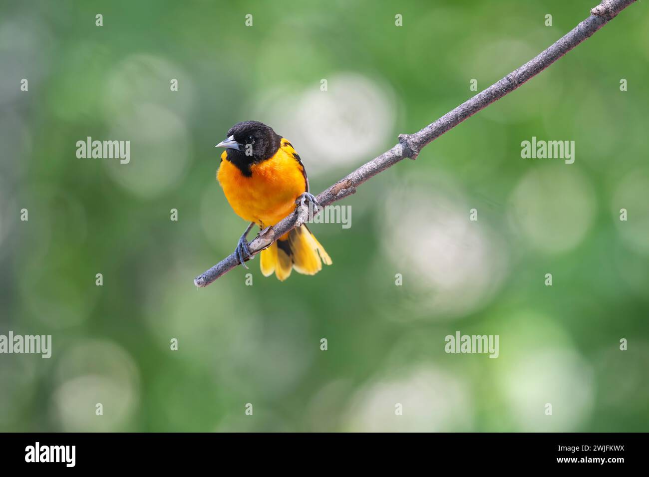 Baltimore oriole, Icterus galbula, on tree branch in Spring, Brownsburg-Chatham, Quebec Stock Photo