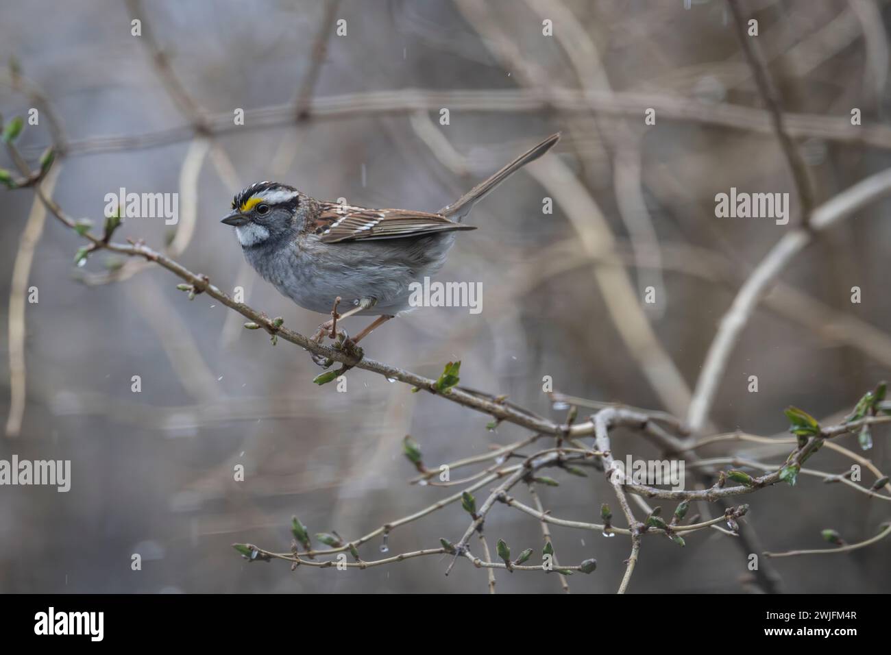 white-throated sparrow, Zonotrichia albicolli, in Spring, perched in a tree, Brownsburg-Chatham, Quebec, Canada Stock Photo