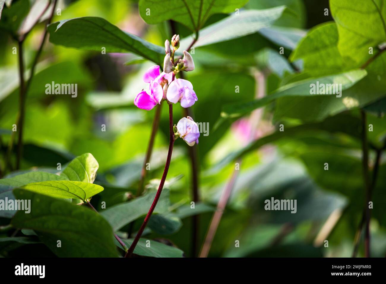 Bean flower in garden with green fields,Flat lima bean flower on background. Stock Photo