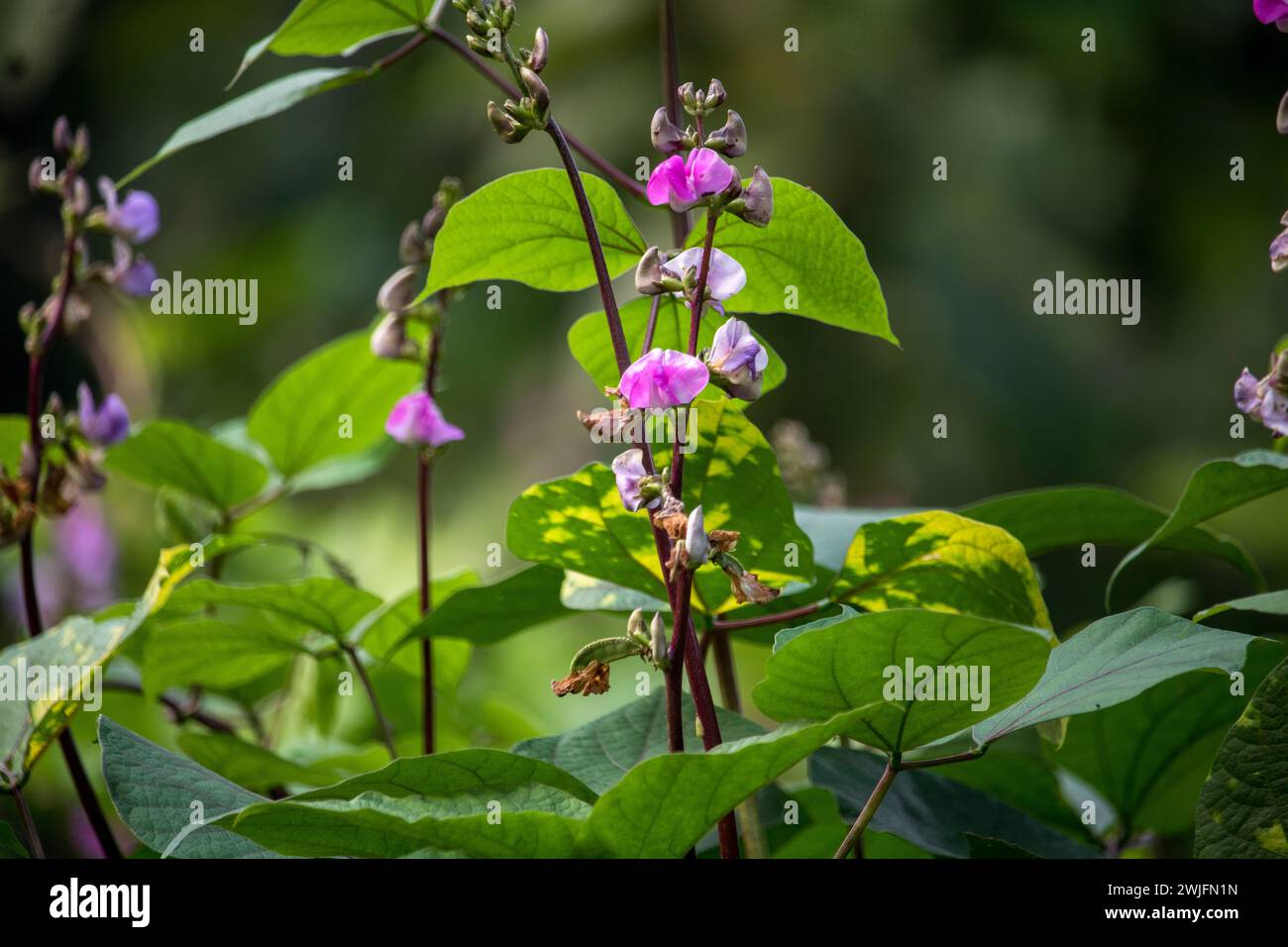 Bean flower in garden with green fields,Flat lima bean flower on