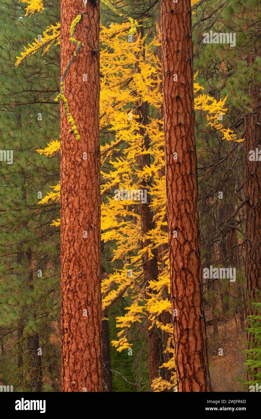 Ponderosa pine (Pinus ponderosa) with Larch in autumn, Metolius Wild and Scenic River, Deschutes National Forest, Oregon Stock Photo