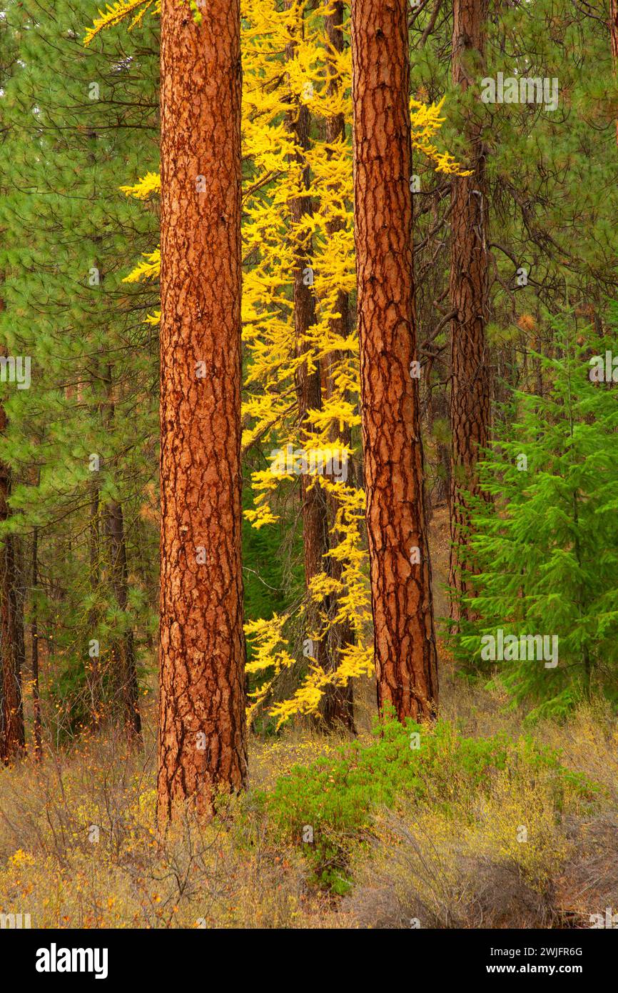 Ponderosa pine (Pinus ponderosa) with Larch in autumn, Metolius Wild and Scenic River, Deschutes National Forest, Oregon Stock Photo