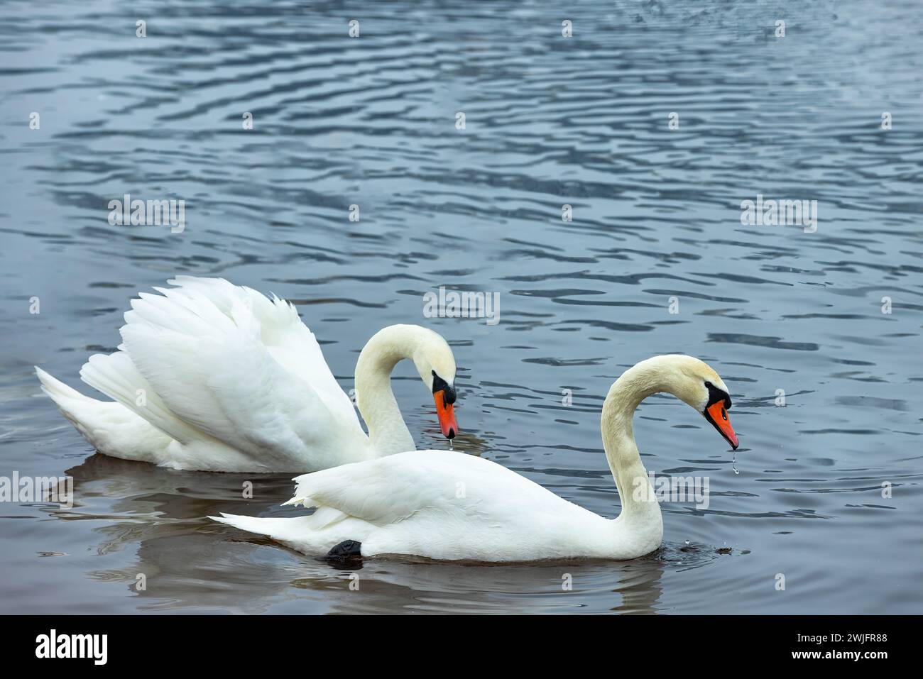 A pair of white swans swim on the surface of the river on a winter morning. Stock Photo