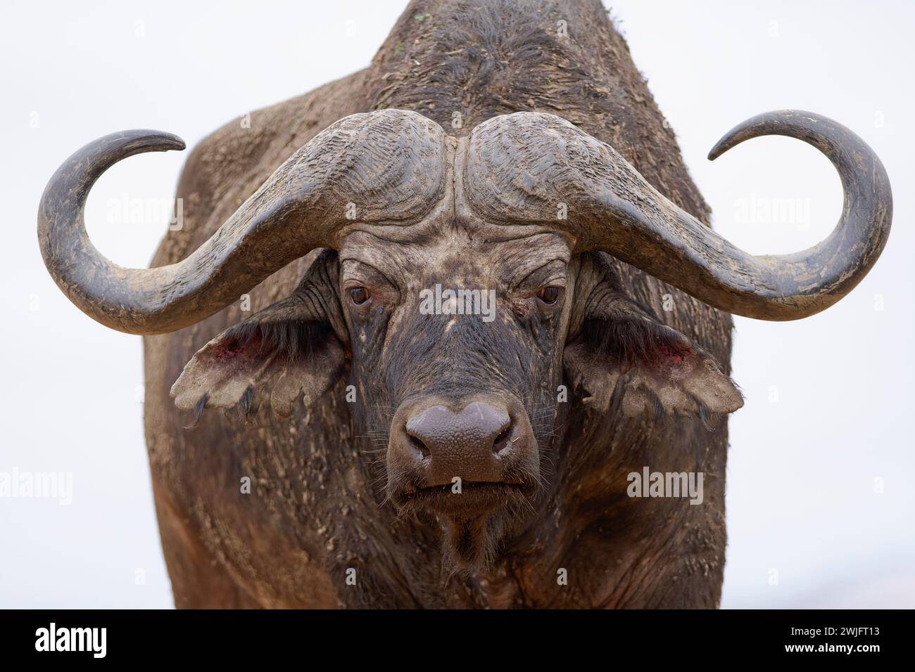 Cape buffalo (Syncerus caffer caffer), adult male looking at camera ...